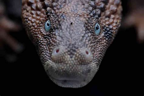 borneo earless monitor range map